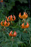 Turk's cap lily